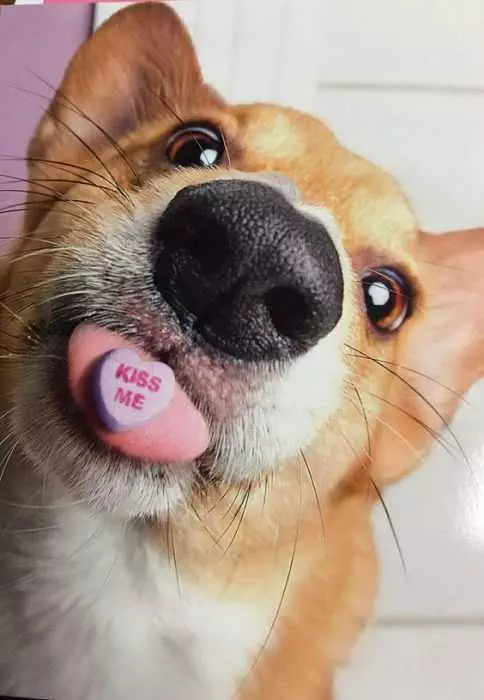 Funny Dog Kiss