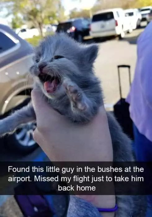 Funny Found Airport Kitty