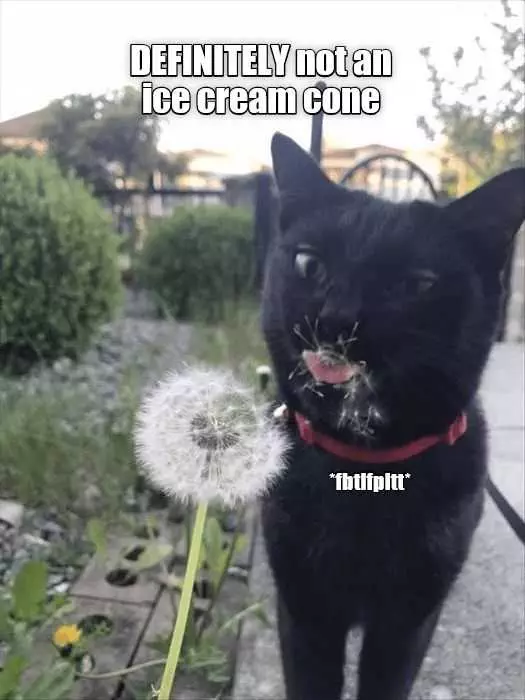 Funny Ice Cream Fluff