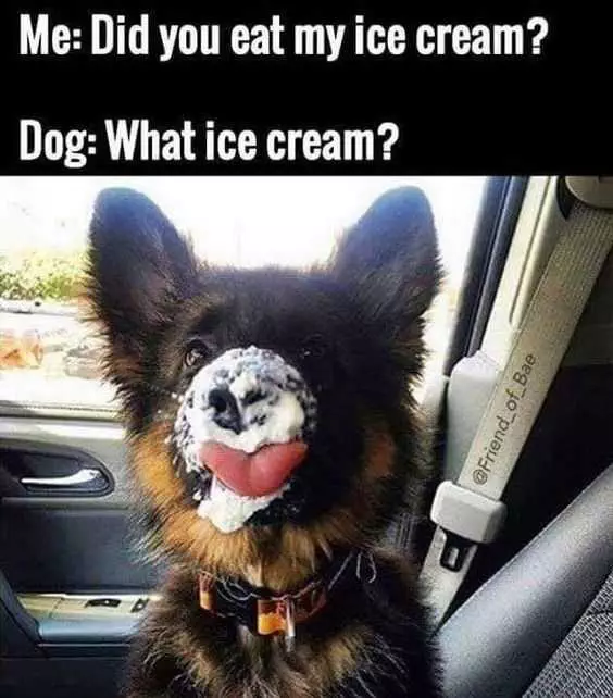 Funny Ice Cream What