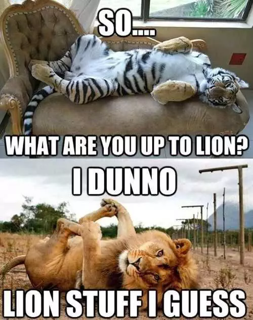 Funny Lion Stuff