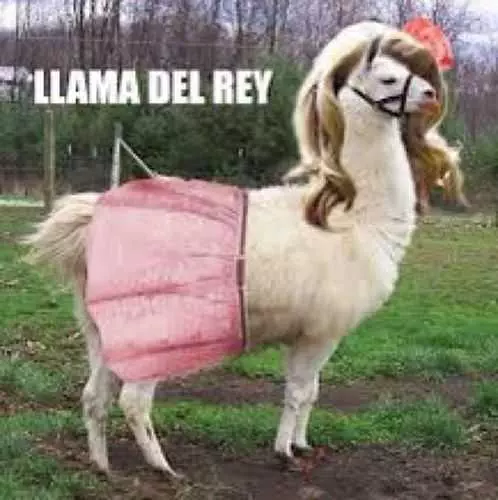 Funny Llama Del Ray