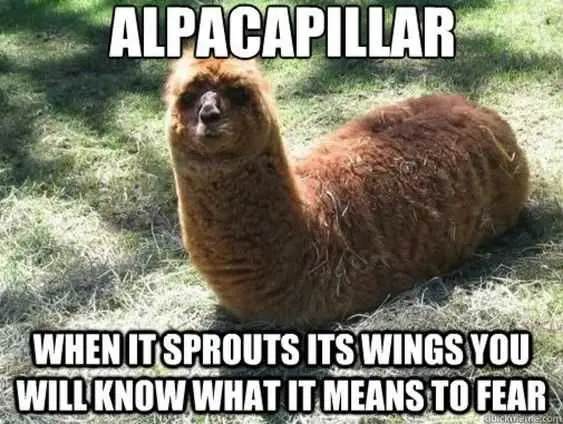 Funny Llama Meme