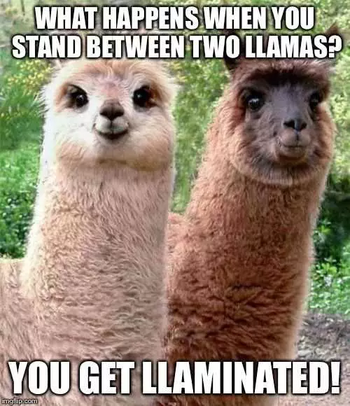 Funny Llama Stand