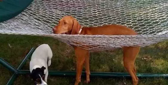 Funny Net Dog