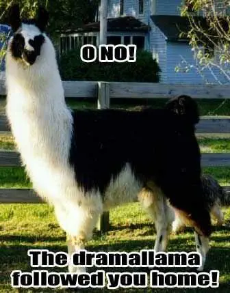 Funny Oh No Llama