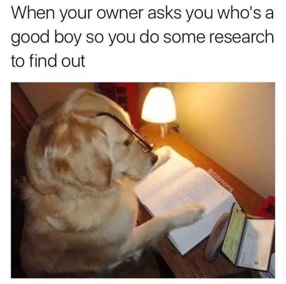 Funny Owner Research