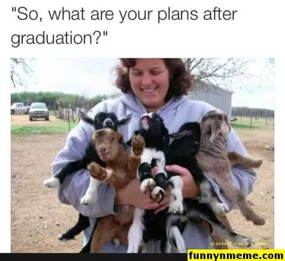 Funny Plans