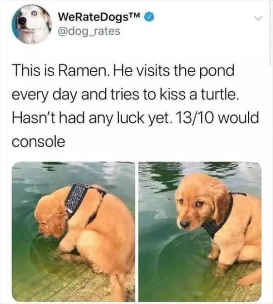 Funny Ramen Dog