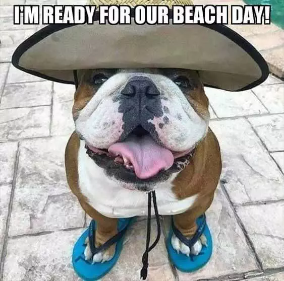 Funny Ready Beach Day