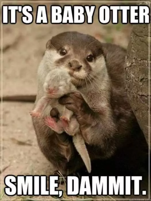 Funny Smile Otter