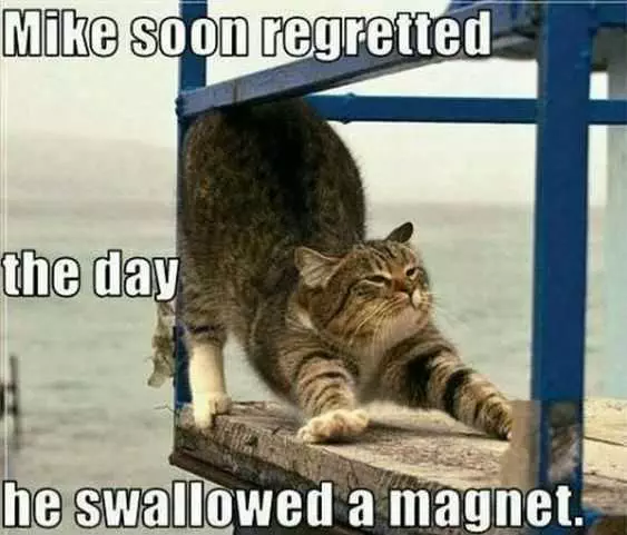 Funny Swallowed Magnet