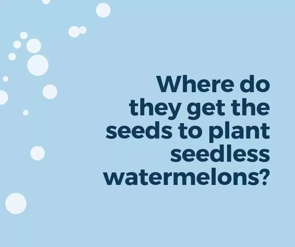 Quote Seedless Watermelons