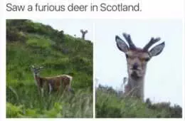 Snap Furious Deer