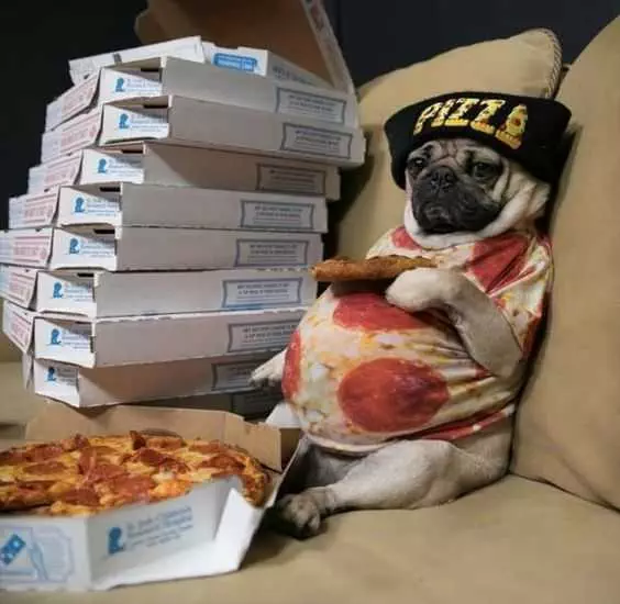 Snap Pizza Pug