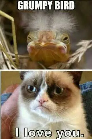 Angry Grumpy Bird