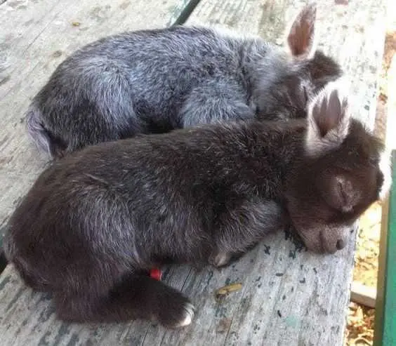 Animal Baby Donkey