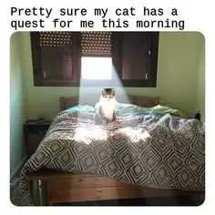 Animal Cat Quest