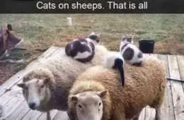 Animal Cats Sheeps