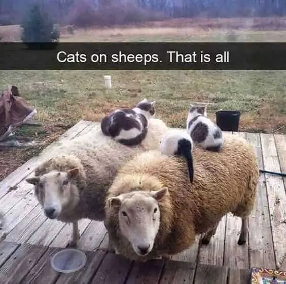 Animal Cats Sheeps