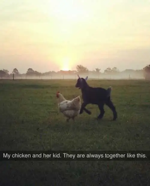 Animal Kid Chicken