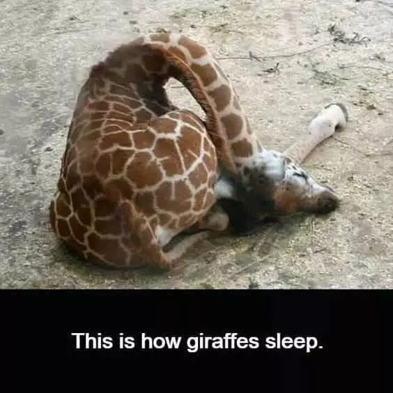 Animal Sleep Giraff4