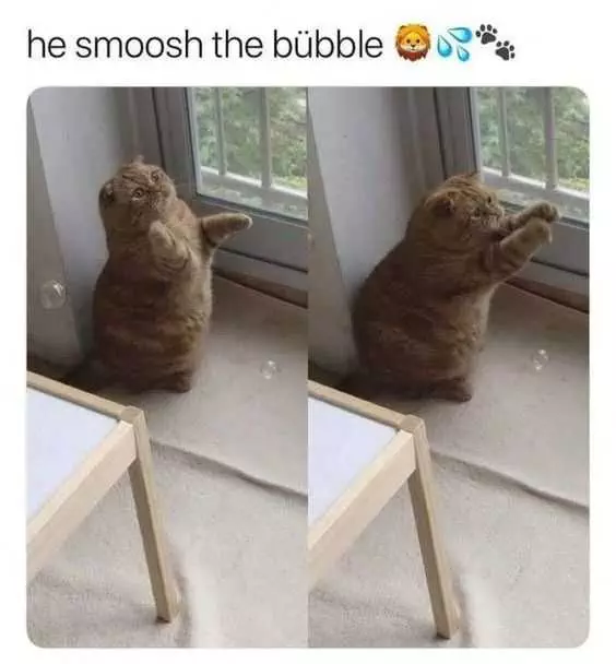 Animal Smoosh Bubble
