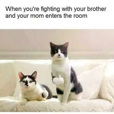 Animal When Fighting