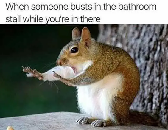 Animal When Someone