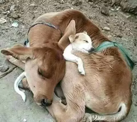 Cow Sleep Puppy