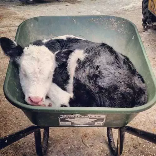 Cow Sleep Wheelbarrow