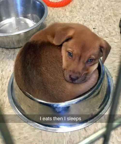 Dog Eat Sleep
