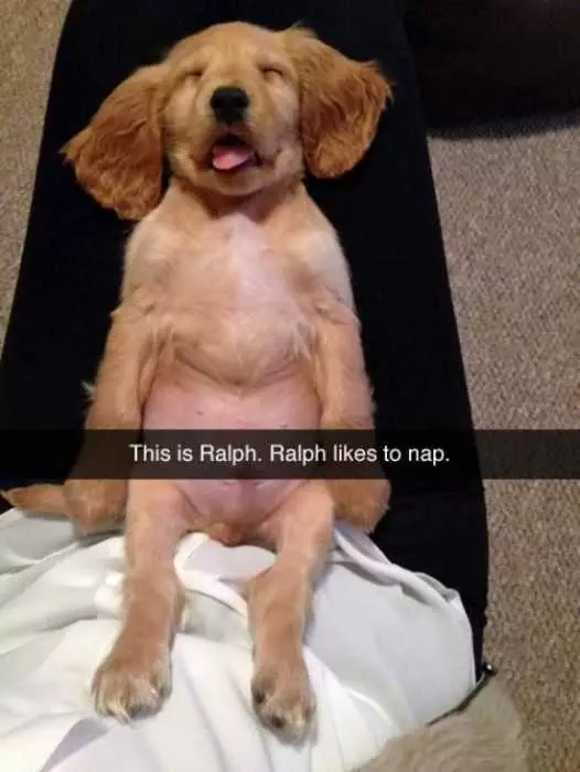 Dog Ralph