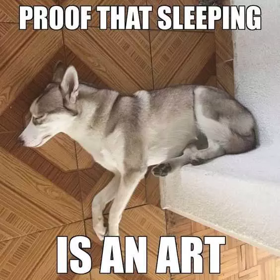 Dog Sleep Art