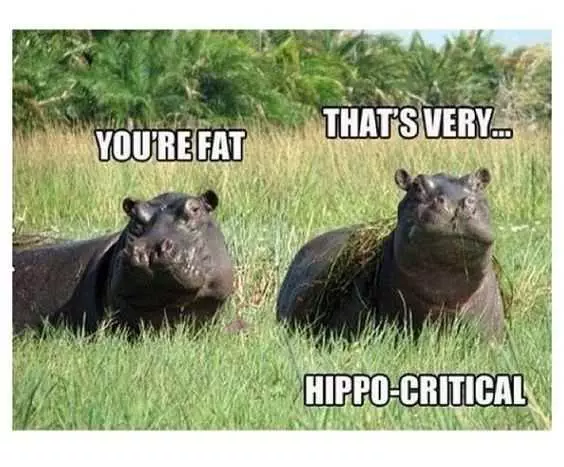 Funn Hippo Critical