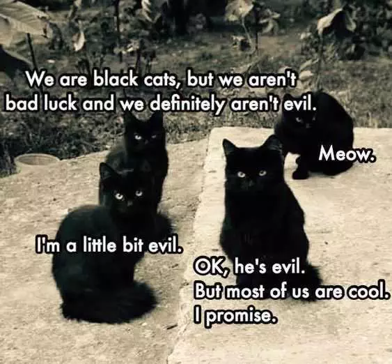 Funny Black Cat Evil