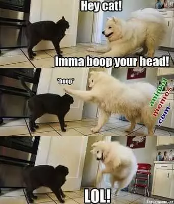 Funny Boop