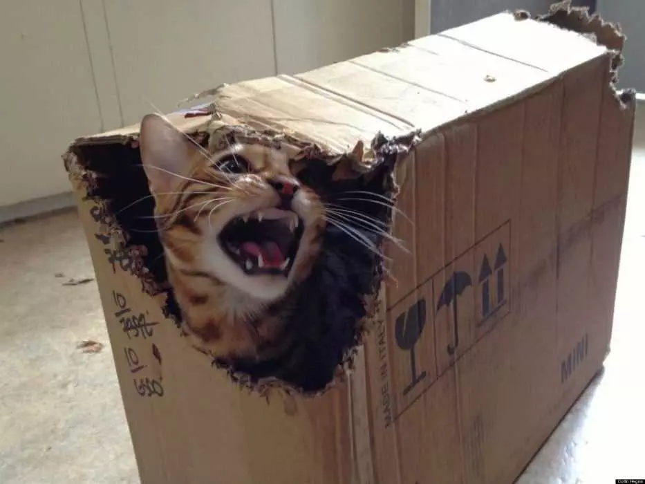 Funny Cat Box Growl