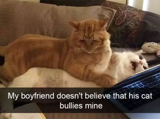 Funny Cat Bullies