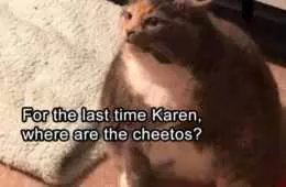 Funny Cat Cheetohs