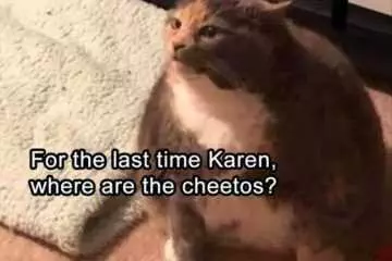 Funny Cat Cheetohs