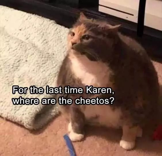 Funny Cat Cheetohs