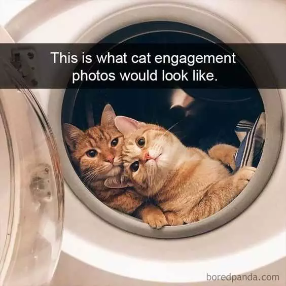 Funny Cat Engagement Photos