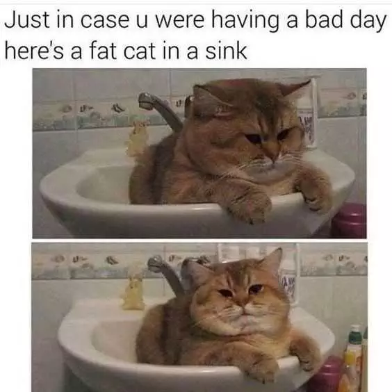 Funny Cat Sink
