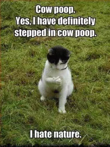 Funny Cow Stepped