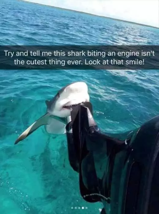 Funny Cutest Shark
