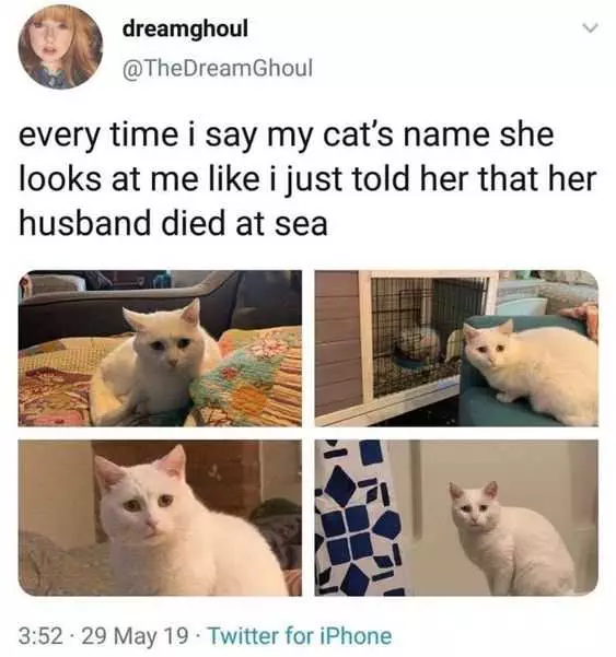 Funny Died At Sea