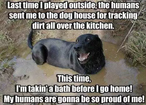 Funny Dog Dirt