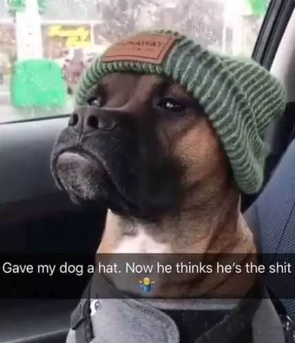 Funny Dog Hat