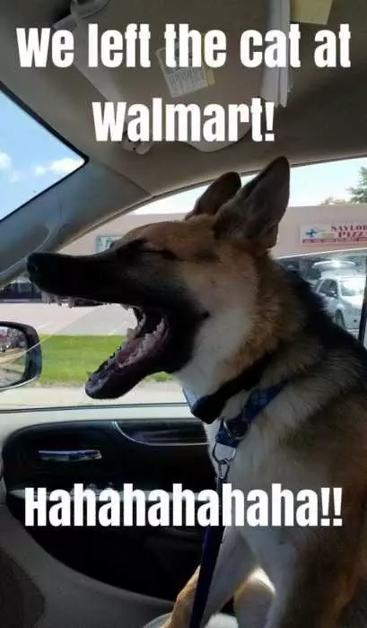 Funny Dog Memes Walmar